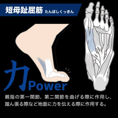 アクティバイタル 足袋型ソックス Activital PRO│バスケ用品専門店 BB